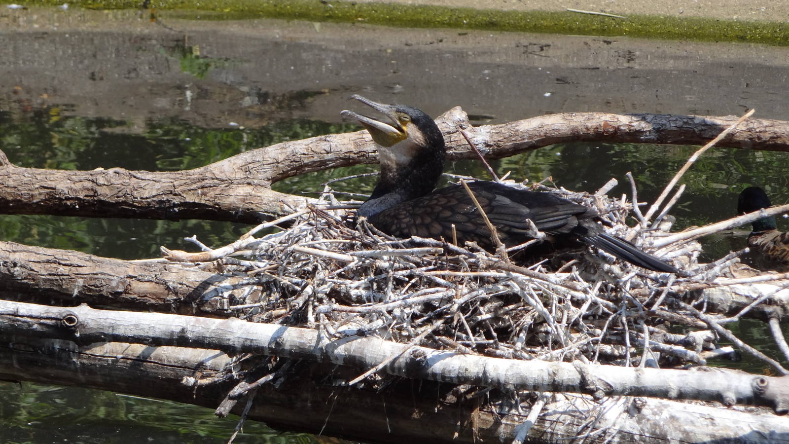 Common Cormorant on nest