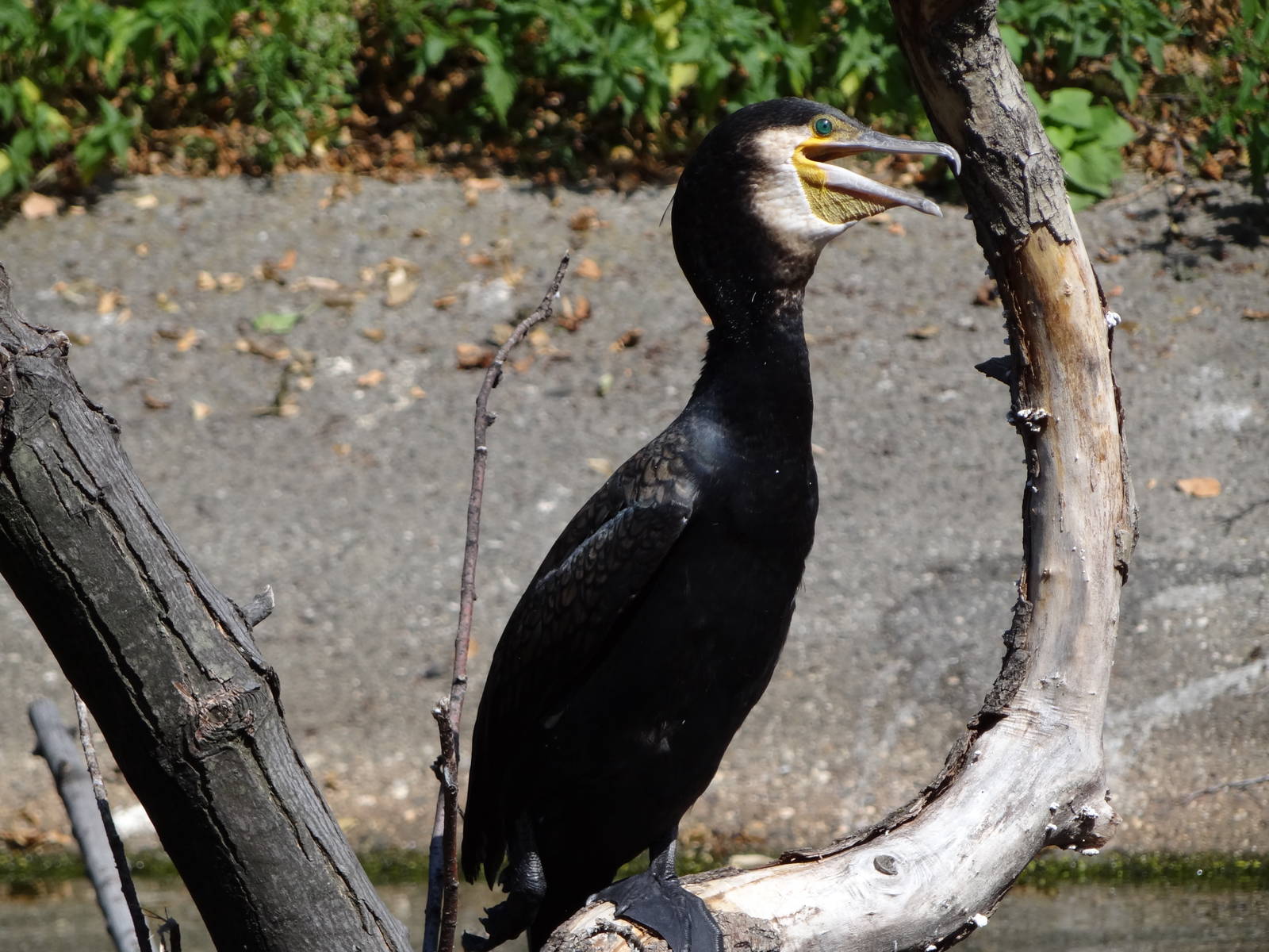 Common Cormorant