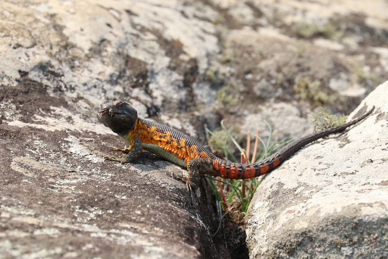 Common Crag Lizard (Pseudocordylus melanotus)
