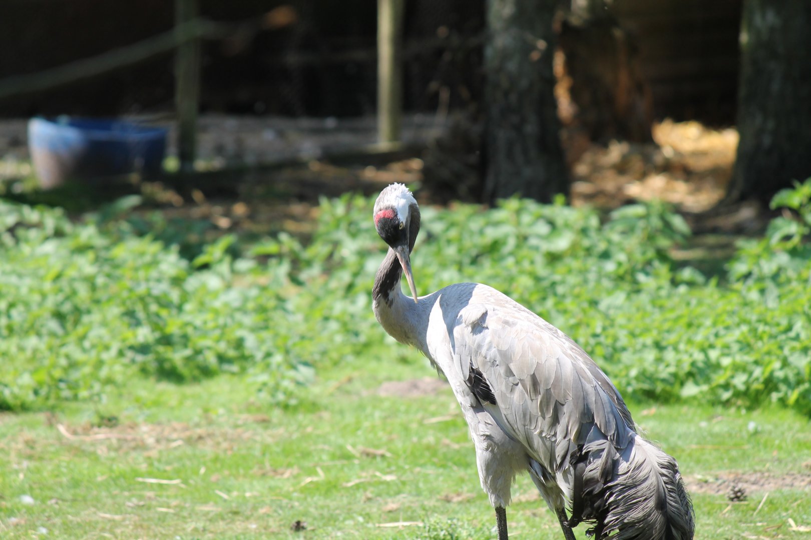 Common Crane (2011)