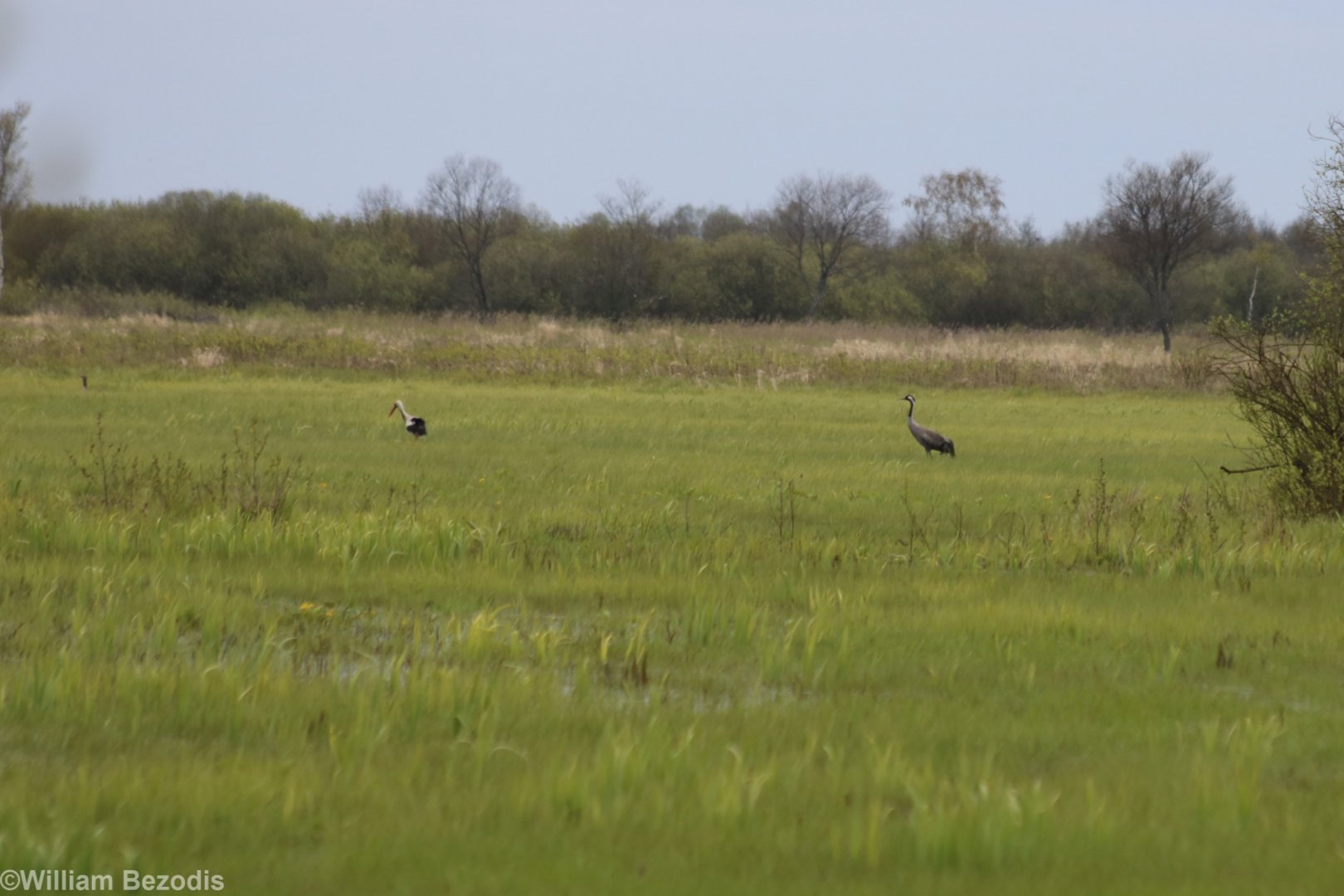 Common Crane and White STork