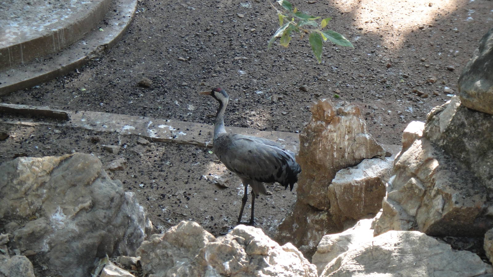 Common Crane at Kunming zoo 2014-5-13