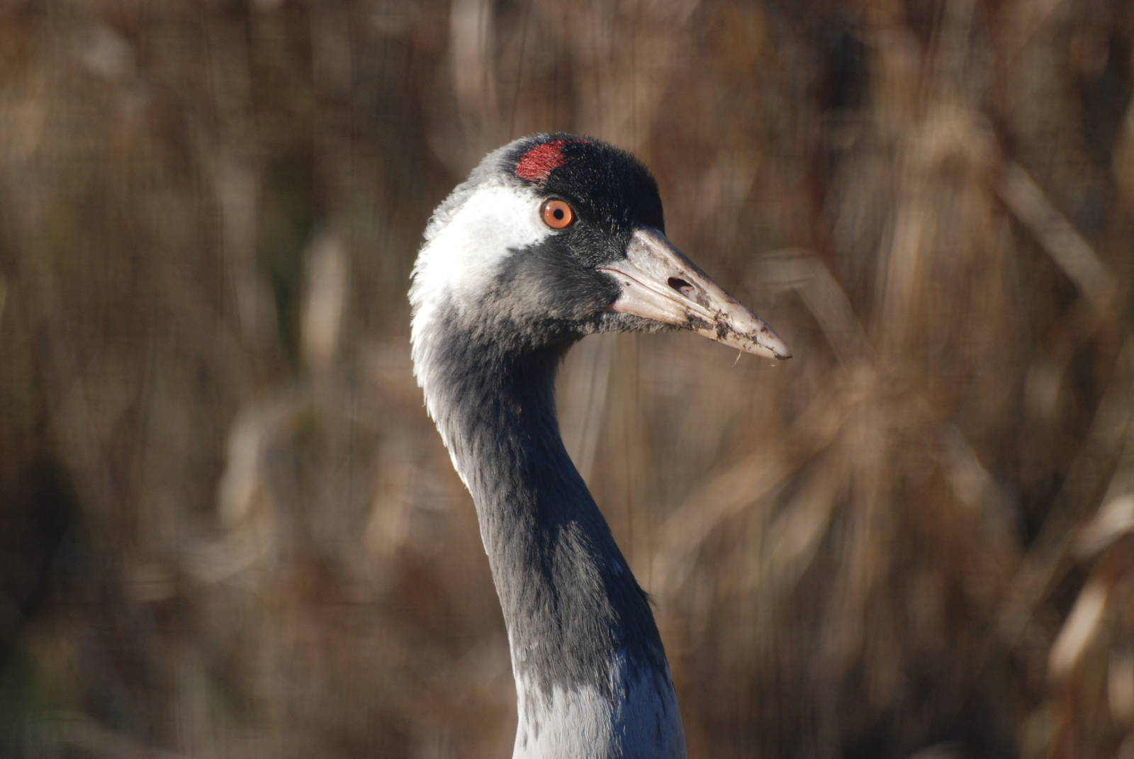 Common Crane at Martin Mere, 28/01/11