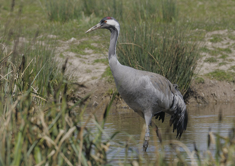 Common crane at Slimbridge