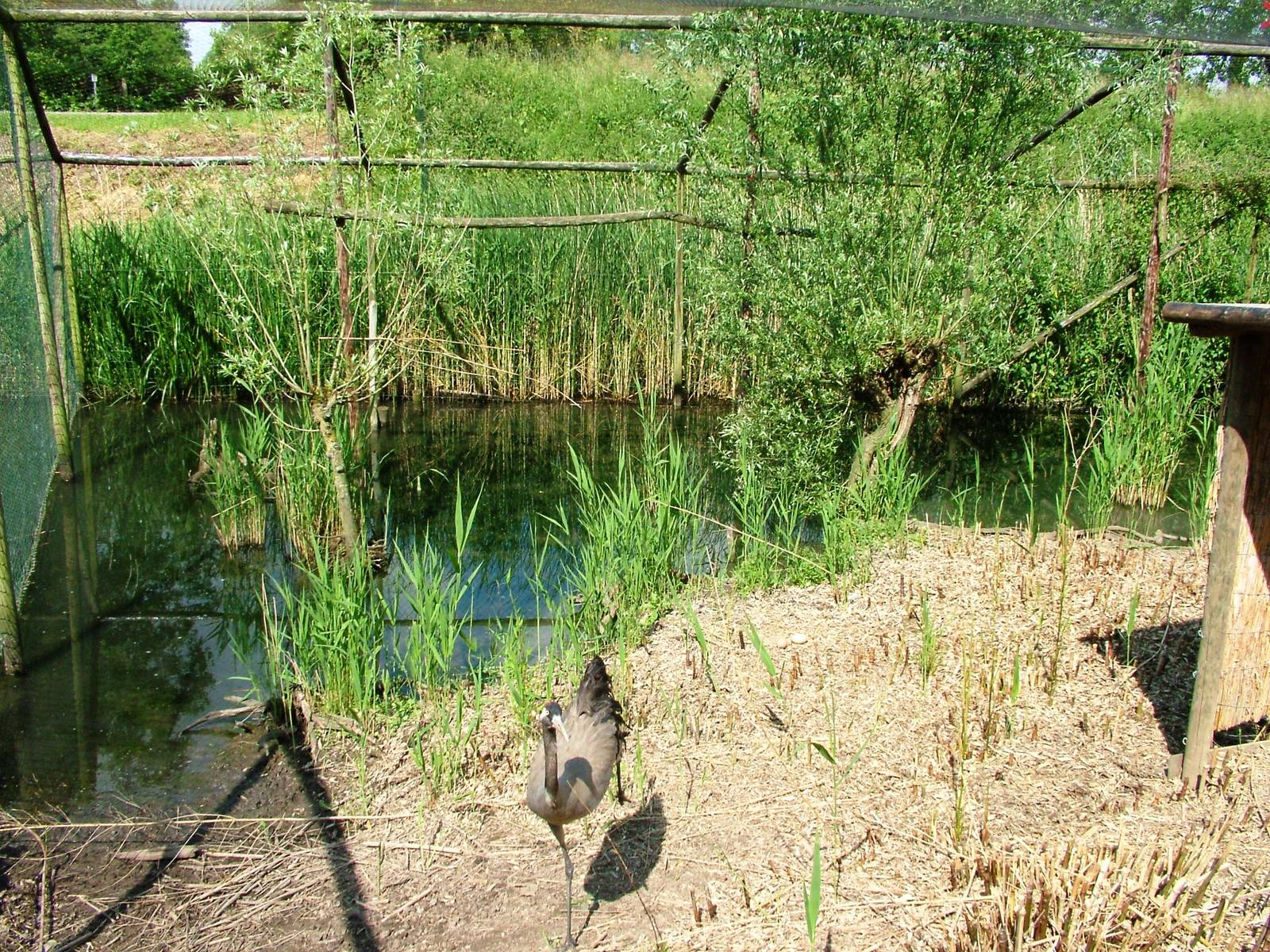 Common Crane Aviary at De Paay, 02/06/12