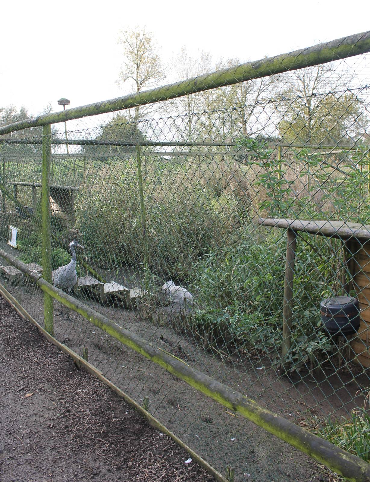 Common crane aviary