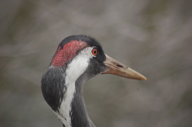 Common Crane, Blackbrook, 31.12.08