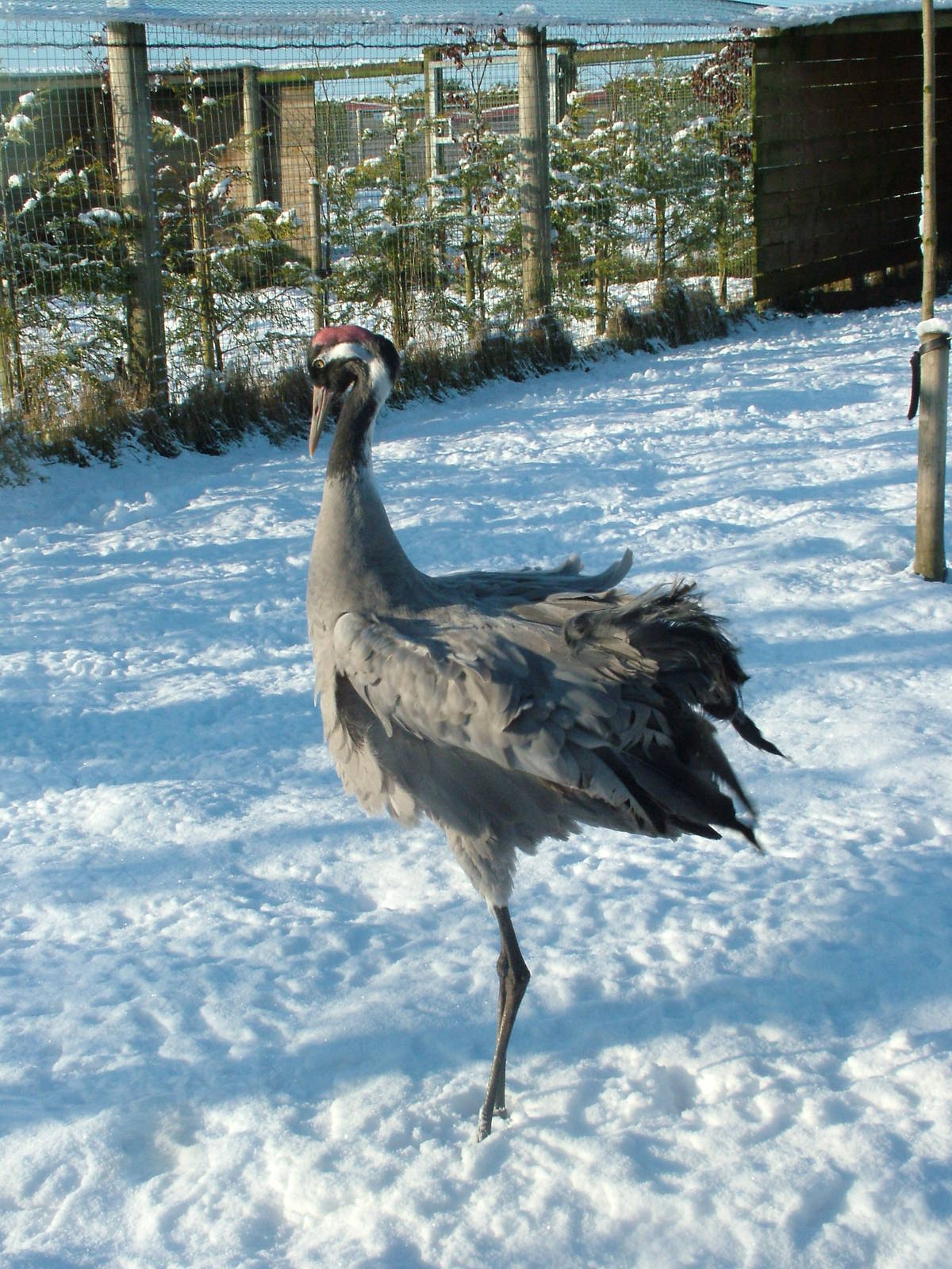 Common Crane, Blackbrook in the Snow, 03/01/10