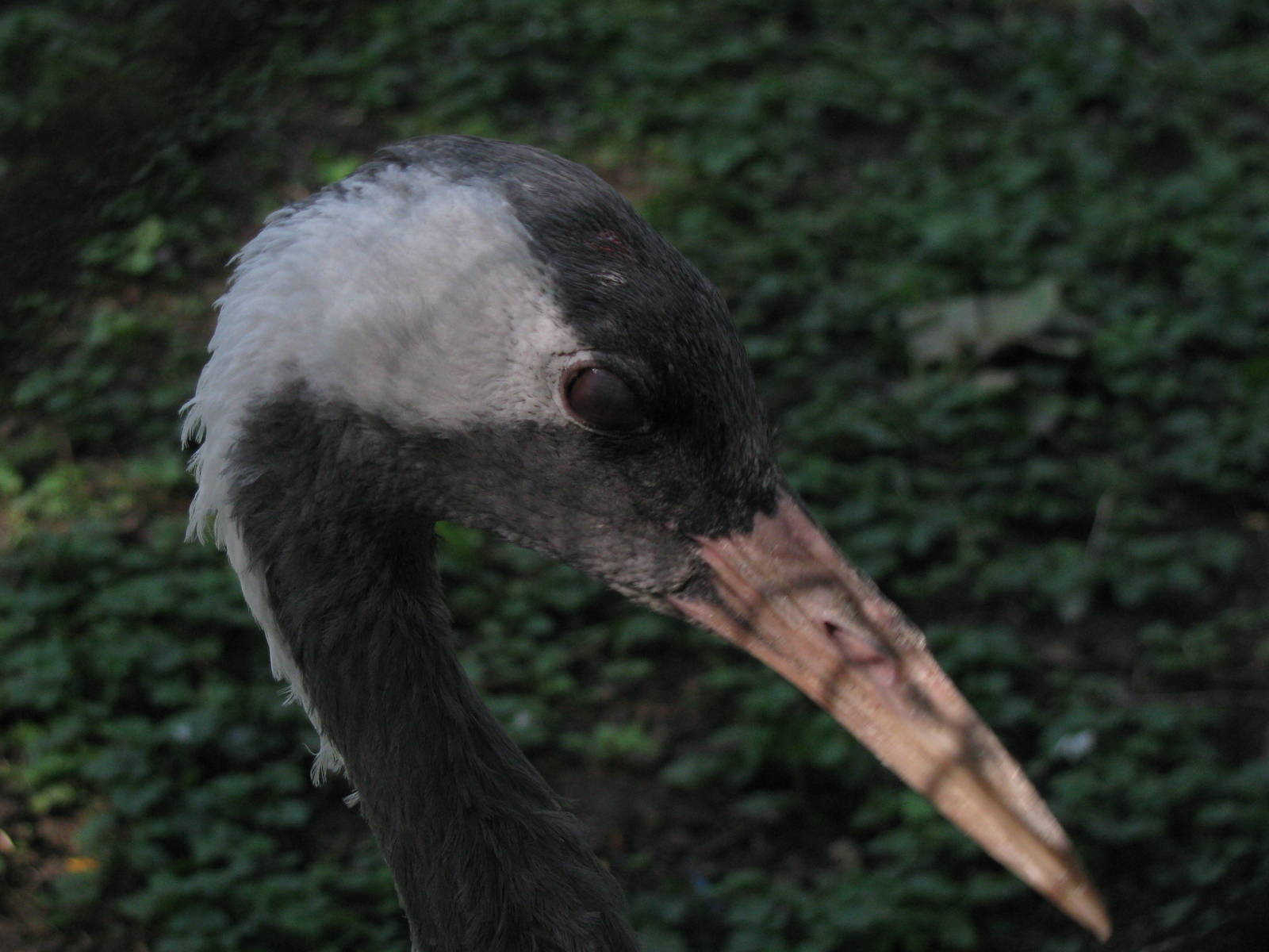 Common crane blinking