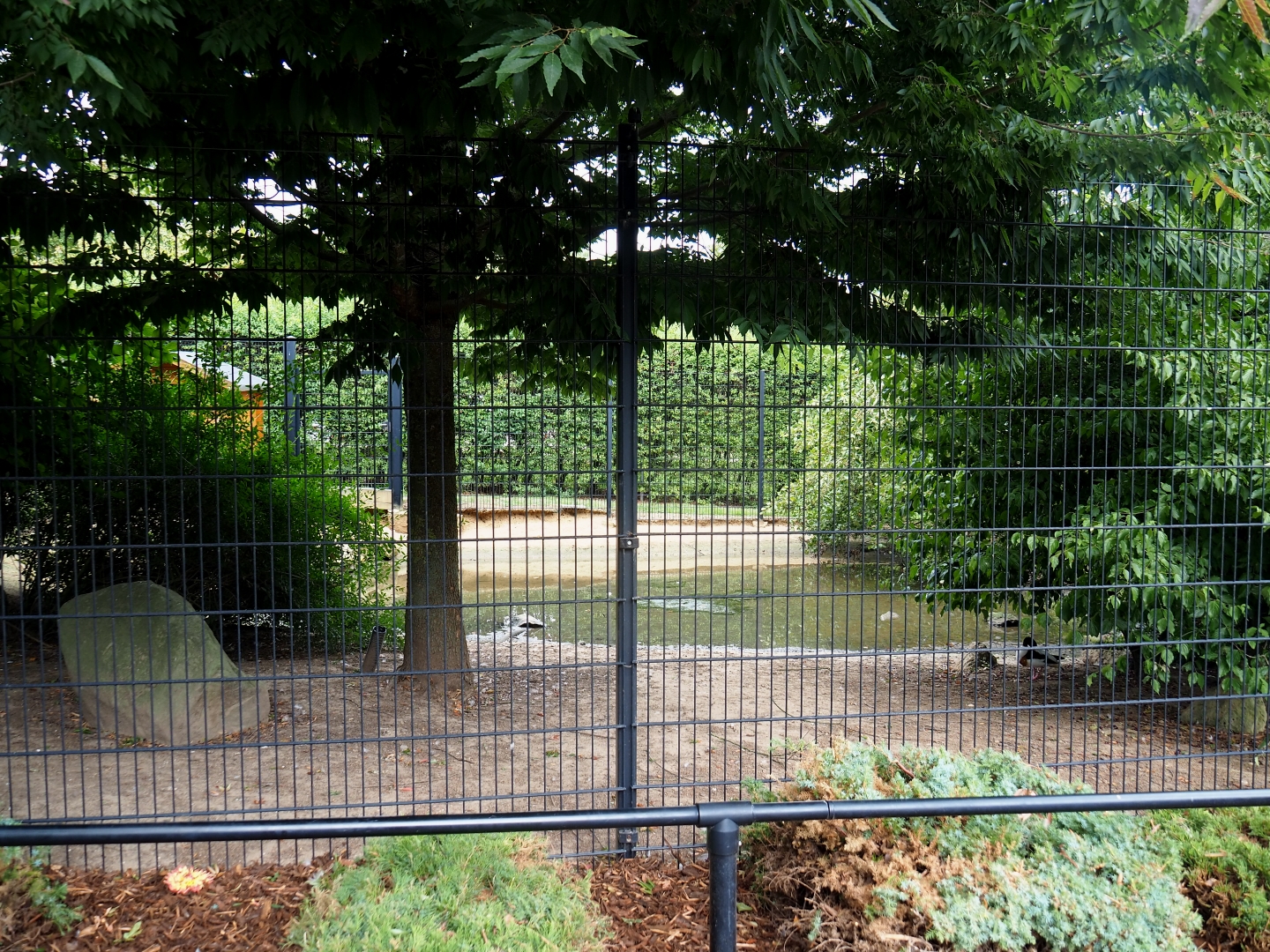 Common crane - Cape Barren goose exhibit (Aug 28th, 2018)