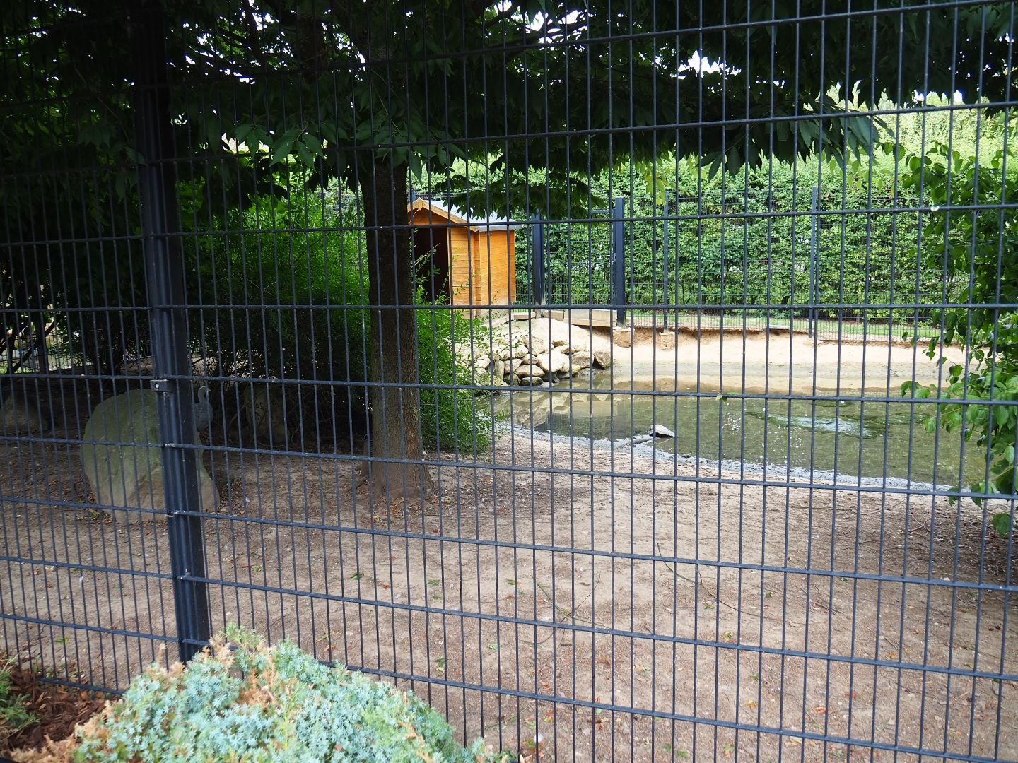 Common crane - Cape Barren goose exhibit (Aug 28th, 2018)
