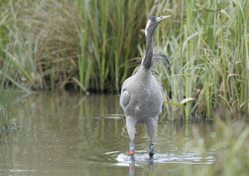 Common crane Chris