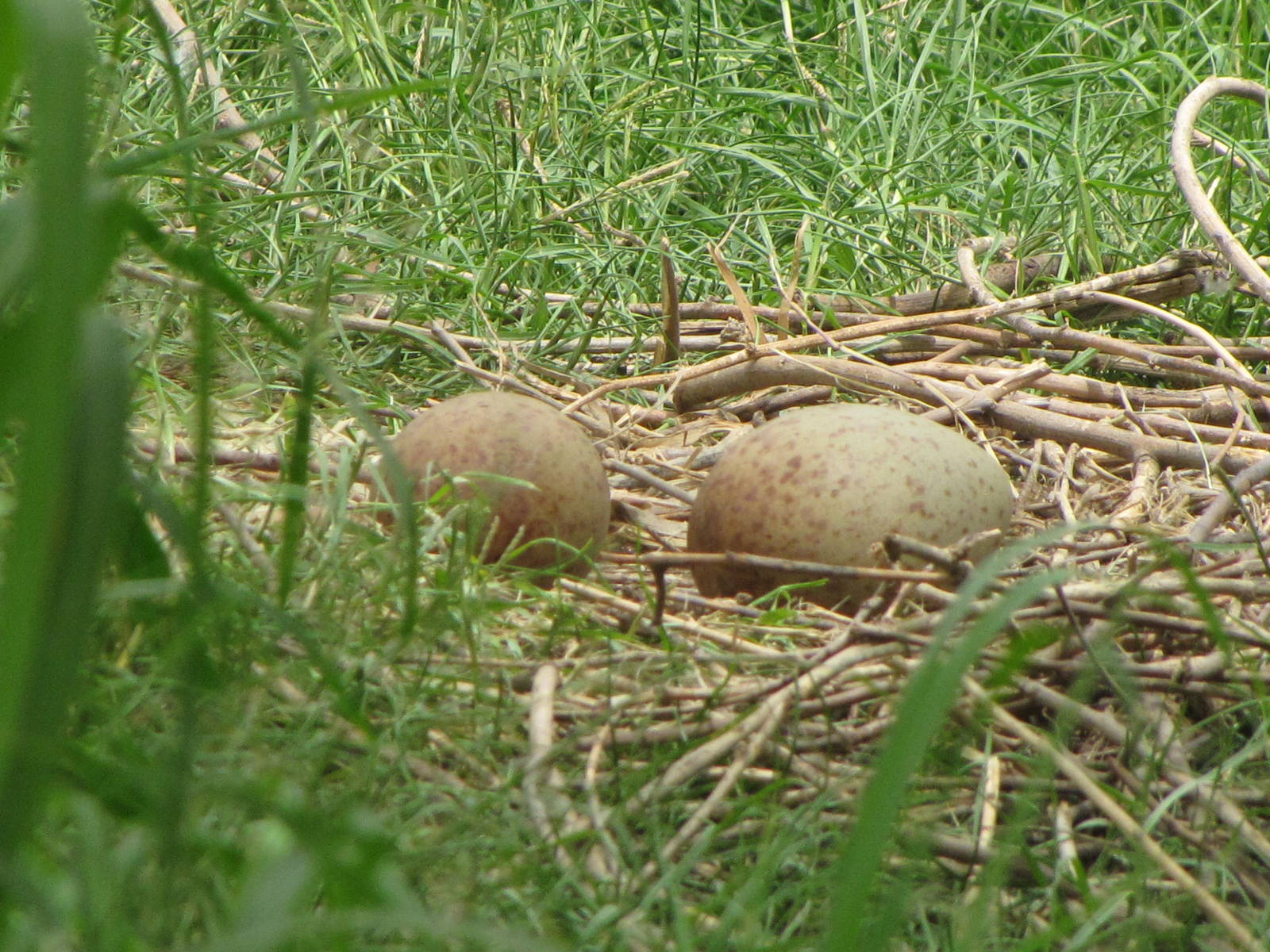 common crane eggs