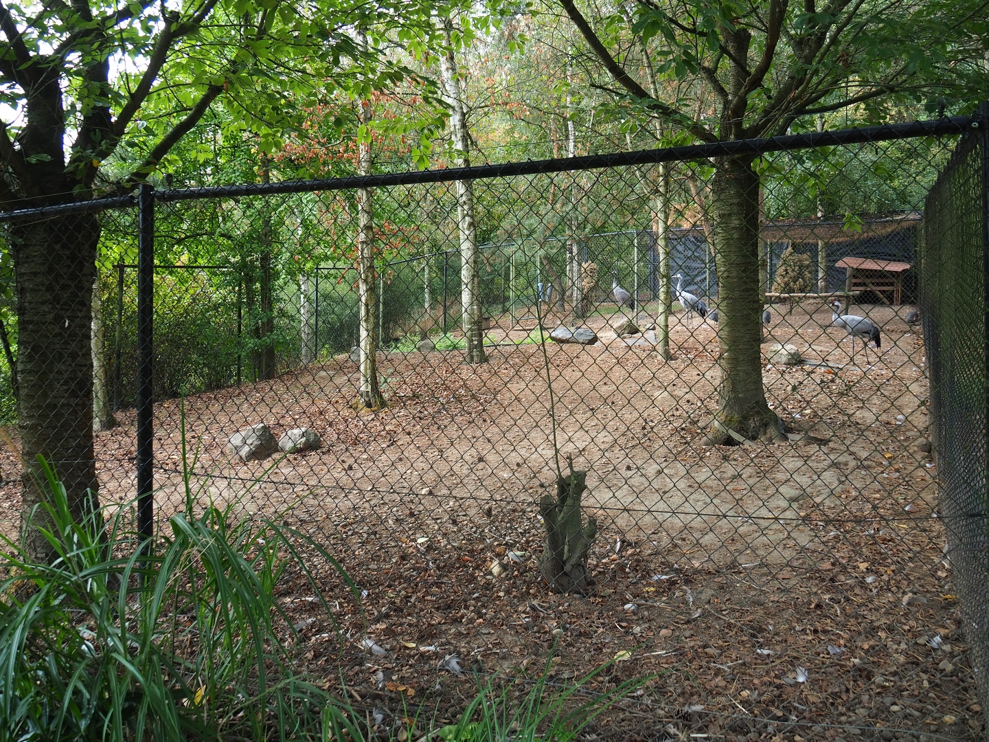 Common crane exhibit (Aug 28th, 2018)