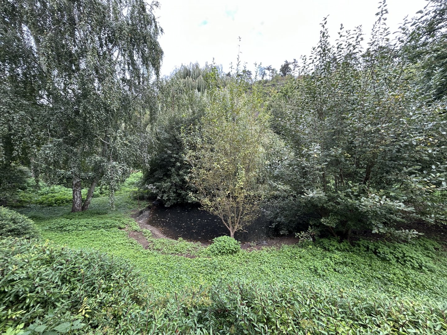 Common Crane Exhibit