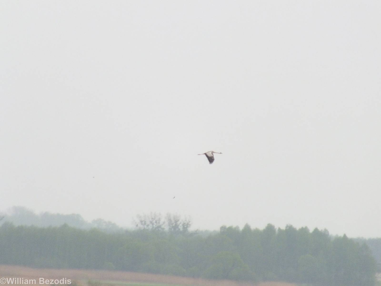 Common Crane Flying Overhead- Biebrza Marshes