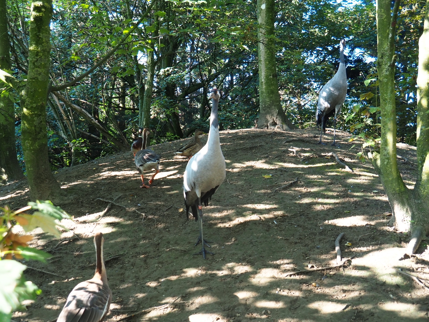 Common crane (Grus grus) and Swan goose (Anser cygnoides), Sep 2nd, 2018