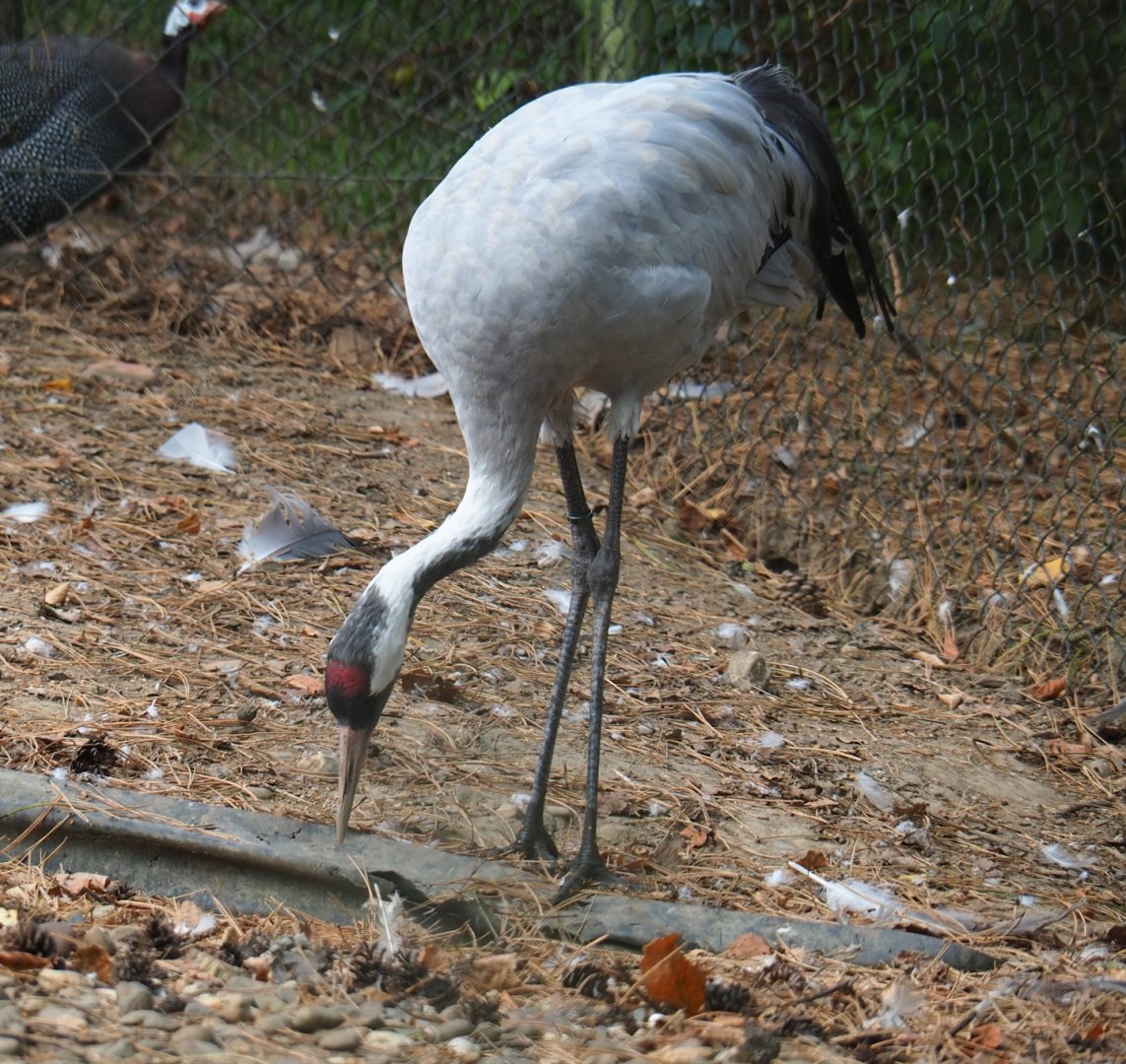 Common crane (Grus grus), Aug 28th, 2018