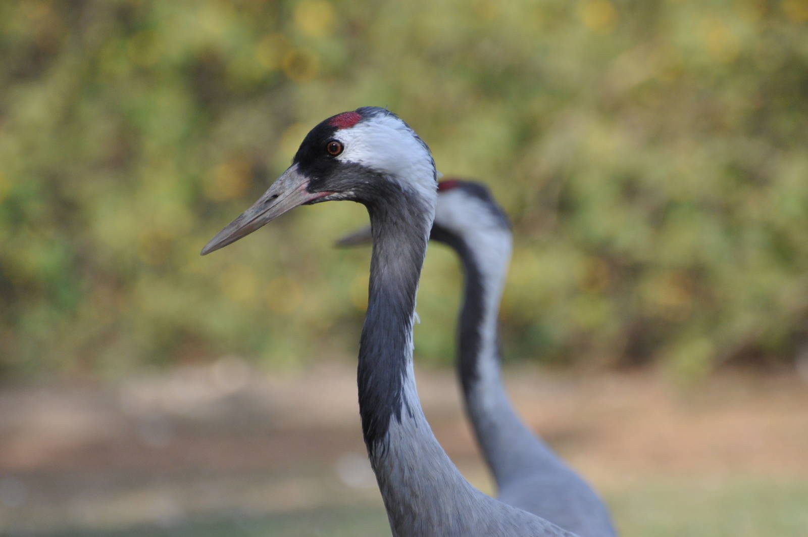 Common crane/ Grus grus