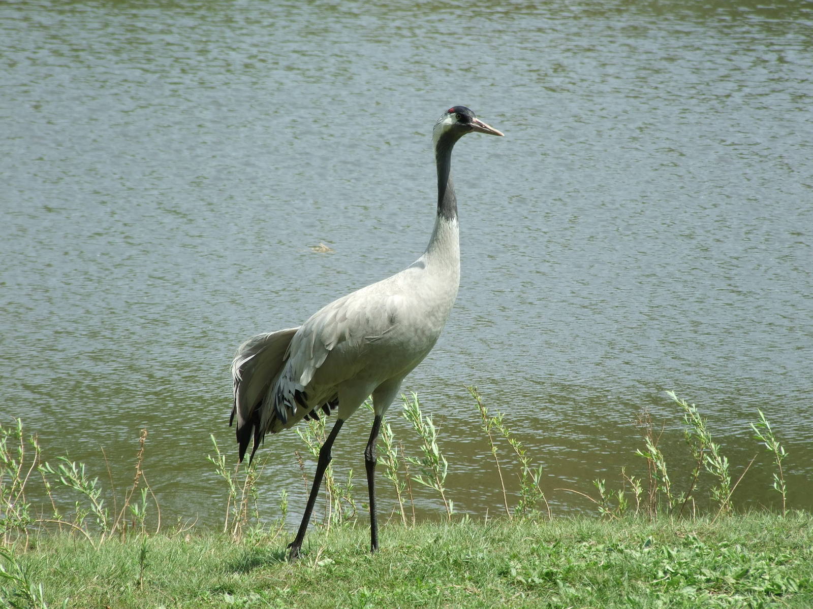 Common Crane (Grus grus)