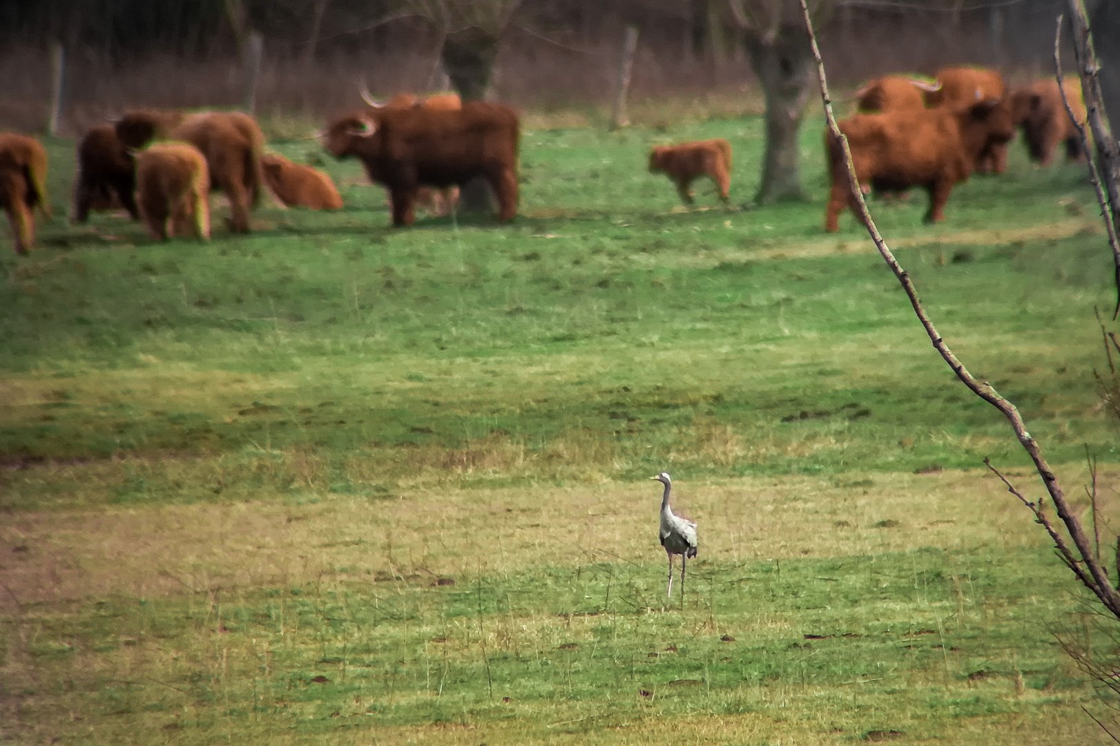 Common crane, Grus grus