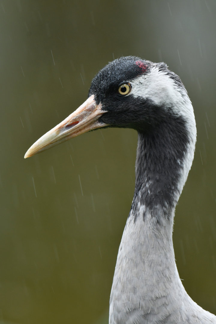 Common Crane Grus grus