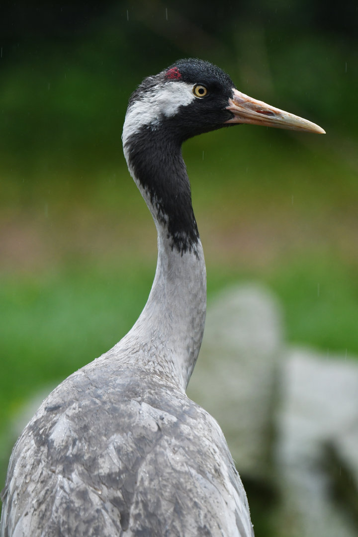 Common Crane Grus grus