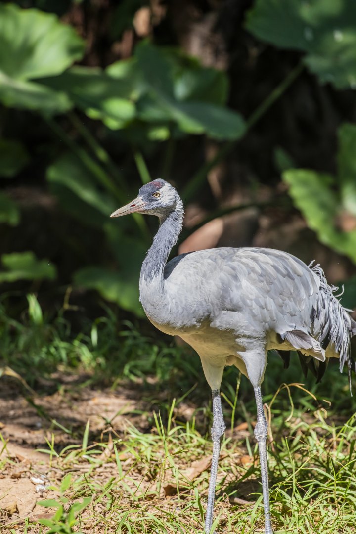 Common crane (Grus grus)