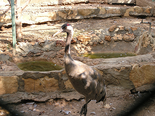Common Crane in Antalya Zoo