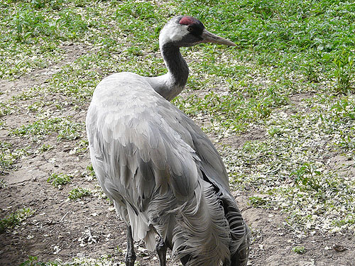 Common Crane in Kishinev Zoo