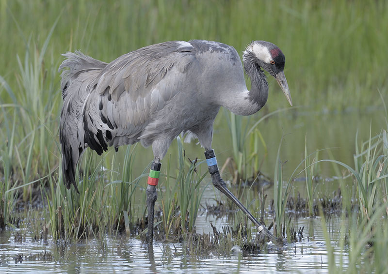 Common crane Monty