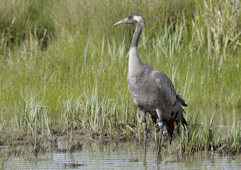 Common crane Monty