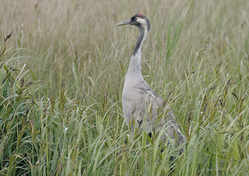Common crane Monty