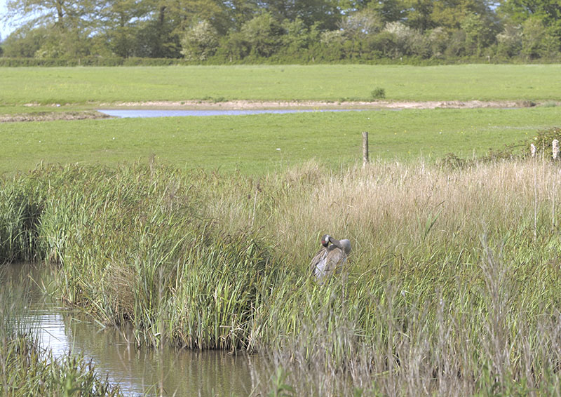 Common crane on nest