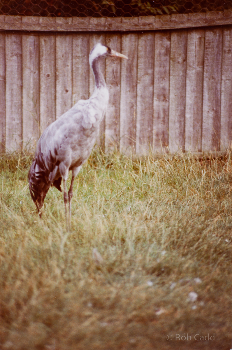 Common crane : Stagsden Bird Gardens : 1983