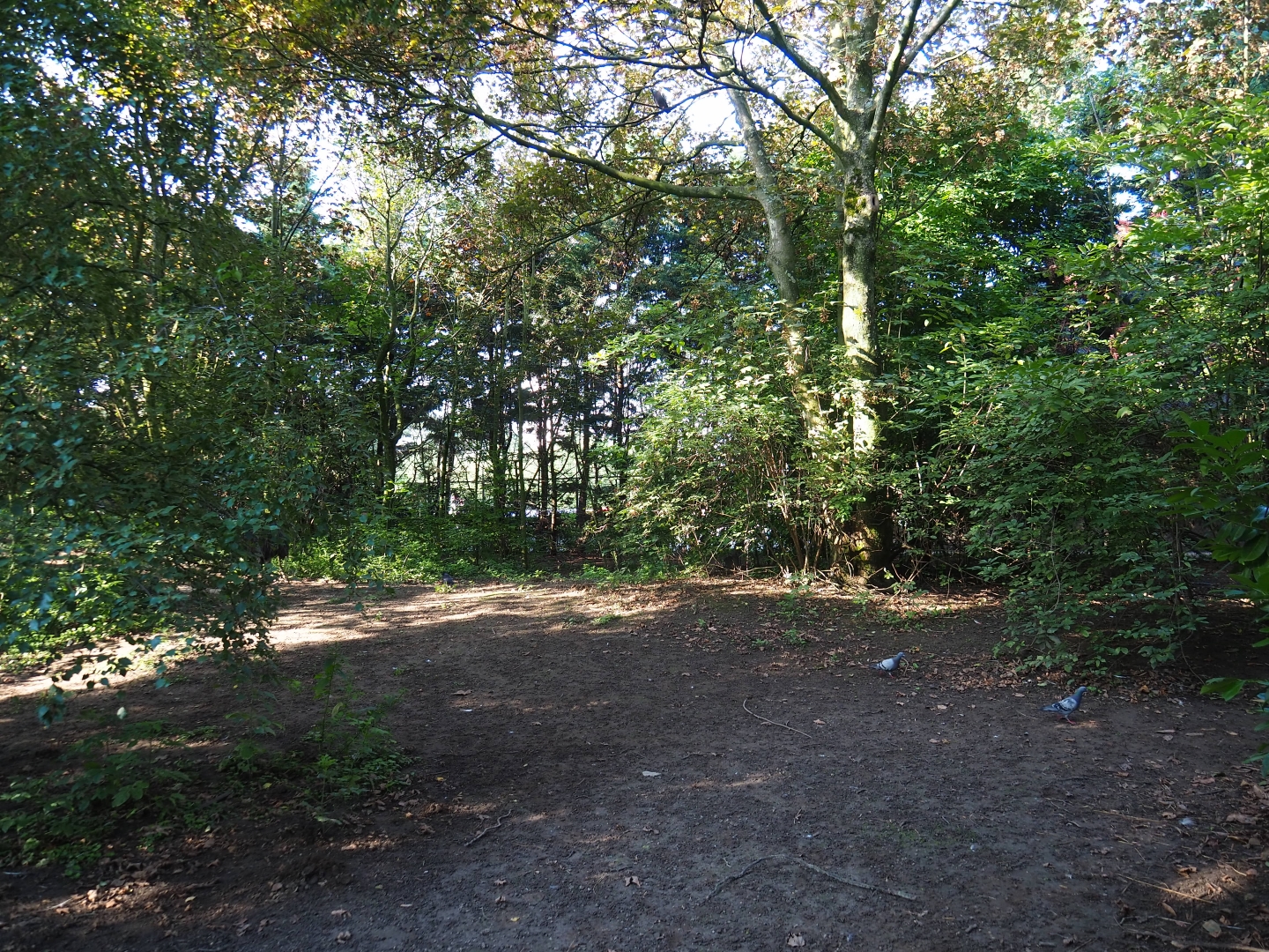 Common crane - Swan goose exhibit (Sep 2nd, 2018)
