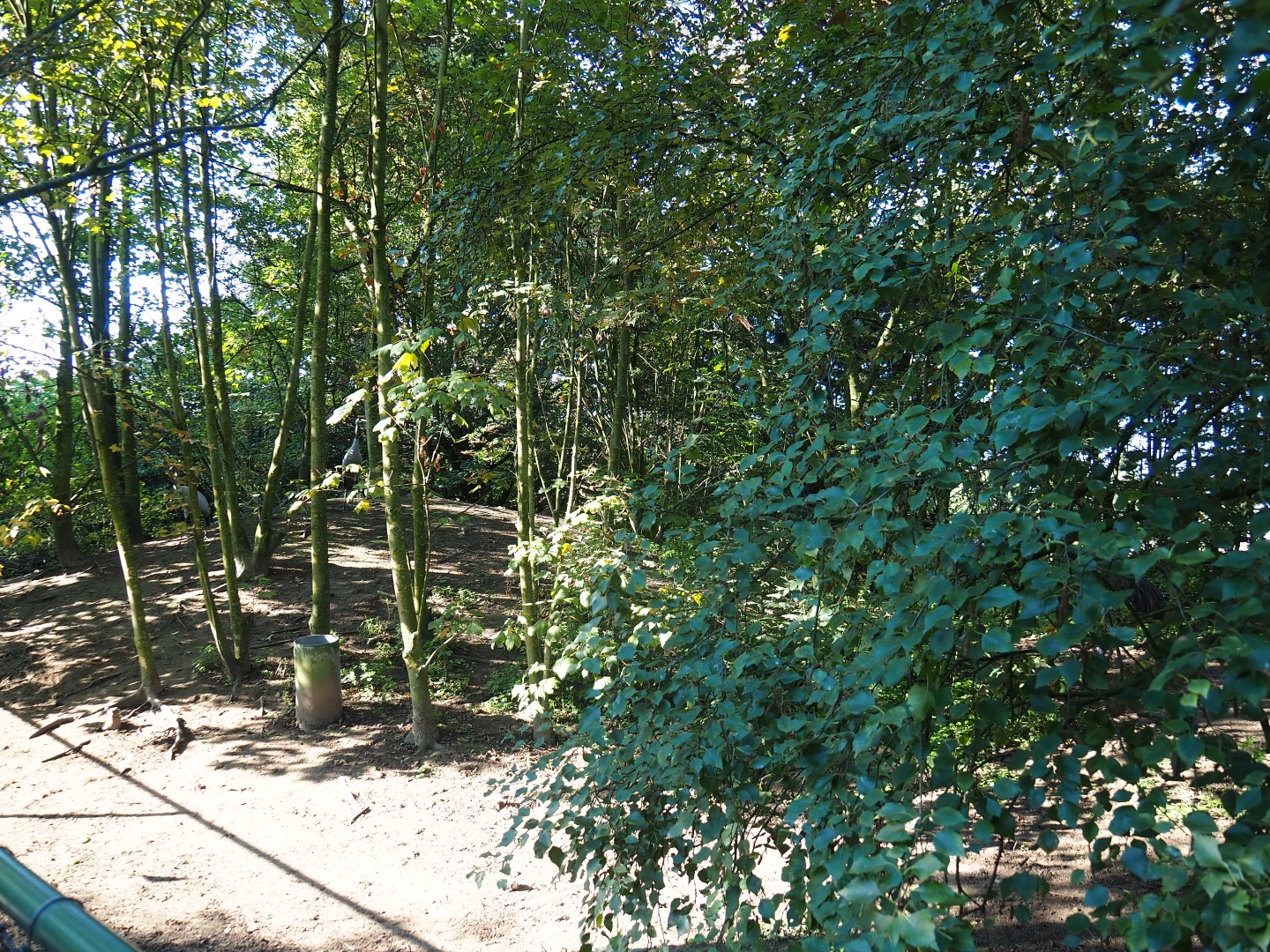 Common crane - Swan goose exhibit (Sep 2nd, 2018)
