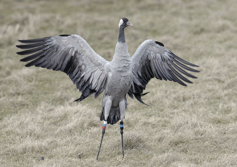 Common crane 'Wendy'