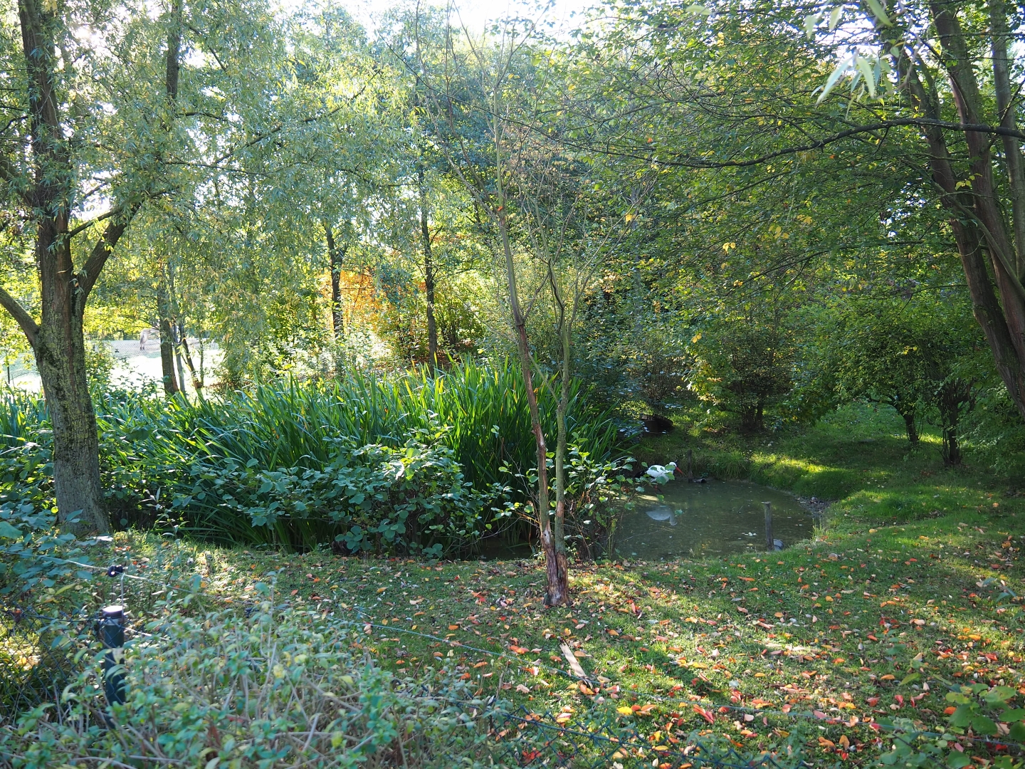 Common crane - White stork exhibit (Oct 13th, 2018)