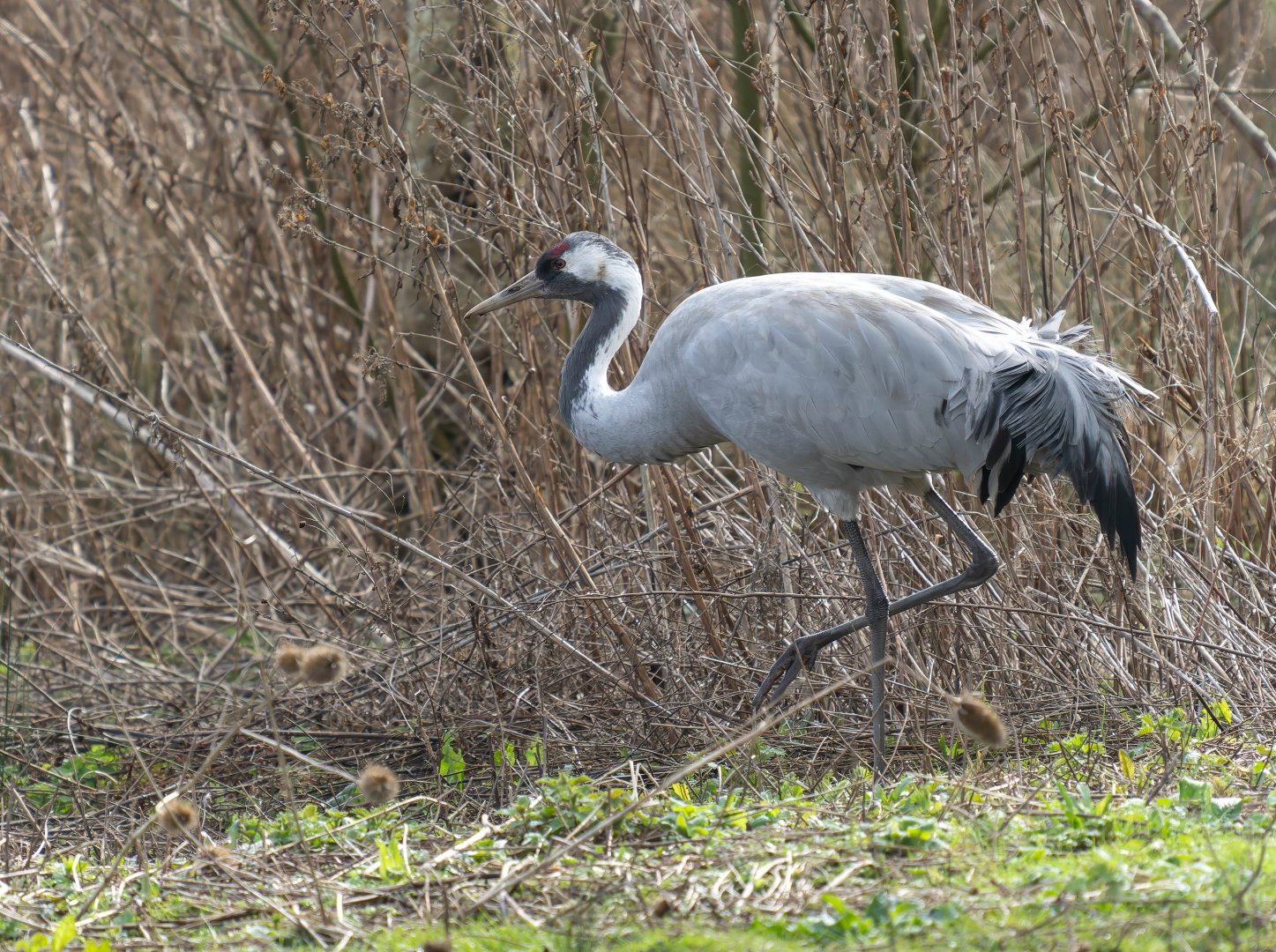 Common crane (wild) WWT Slimbridge, UK