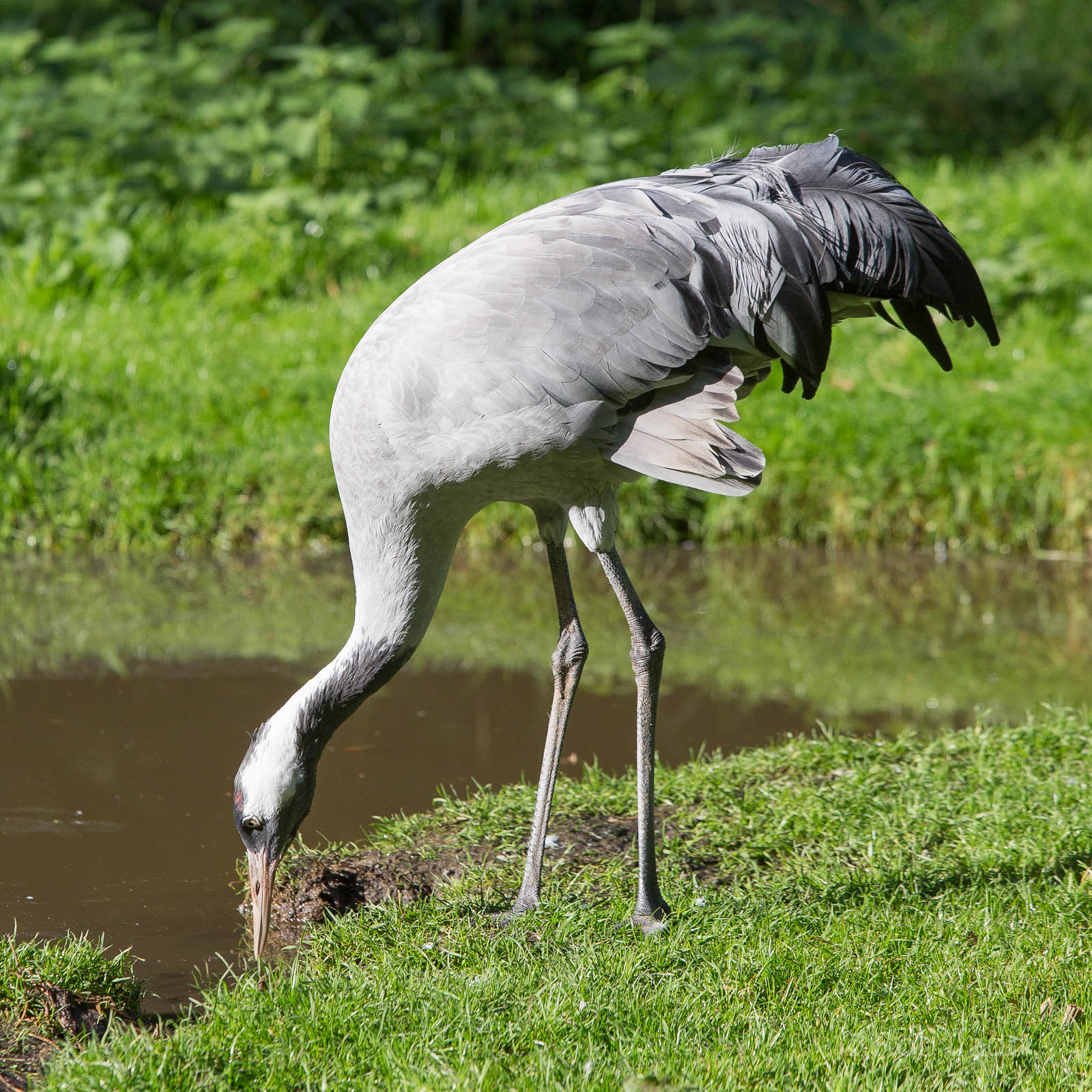 Common crane : Wildwood : 16 Oct 2014