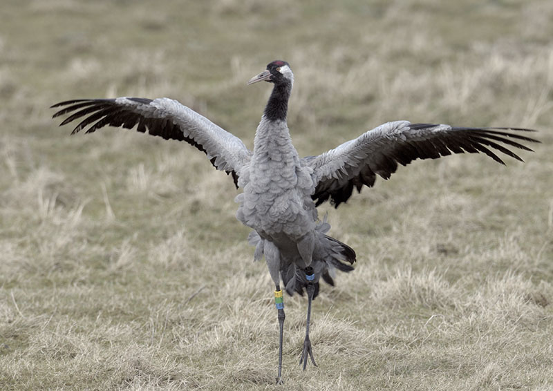 Common crane 'Willow'