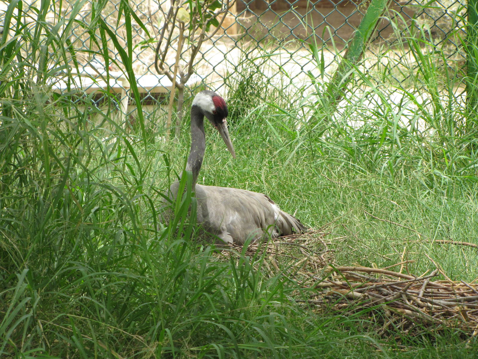 common crane