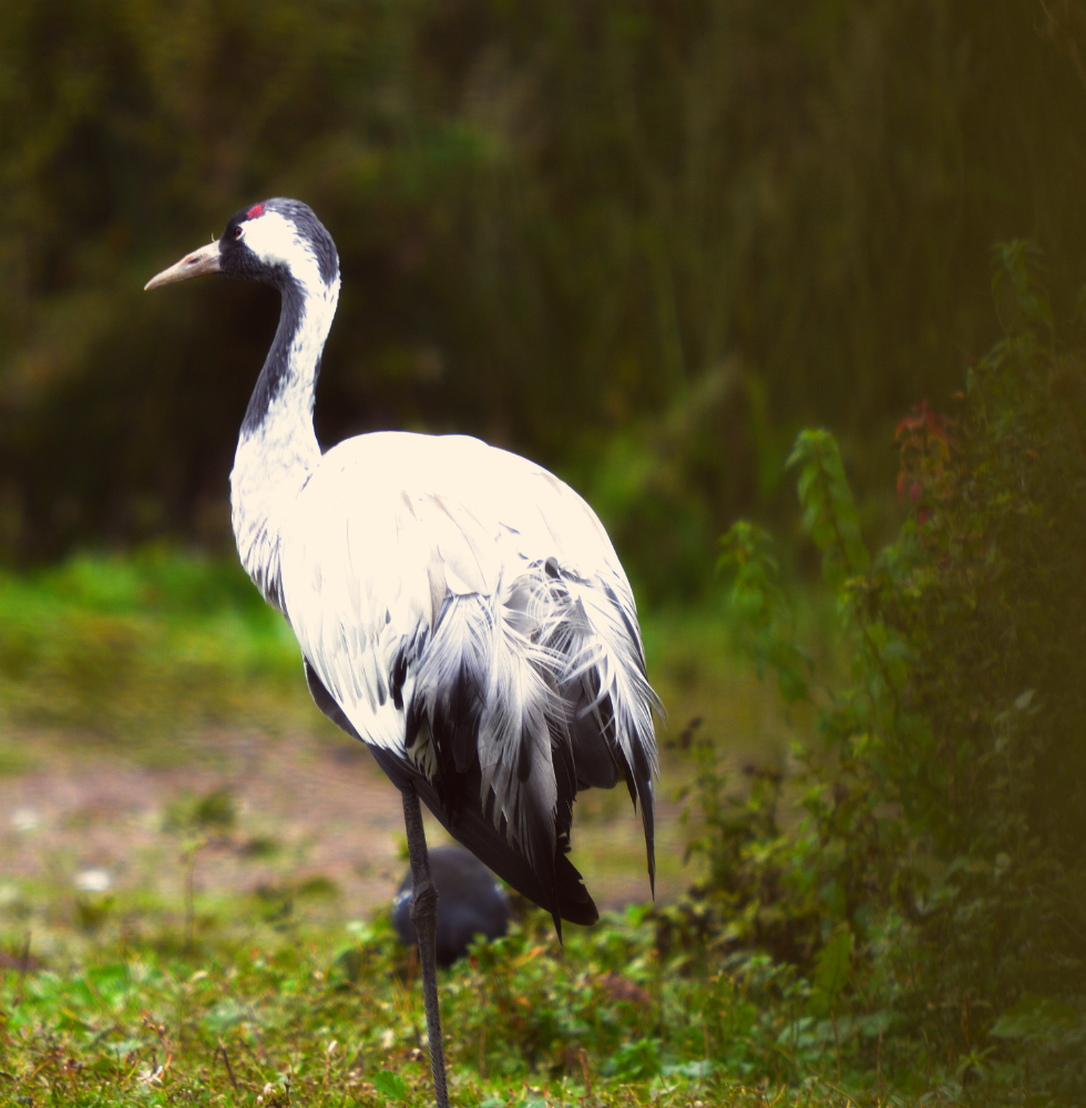 common crane