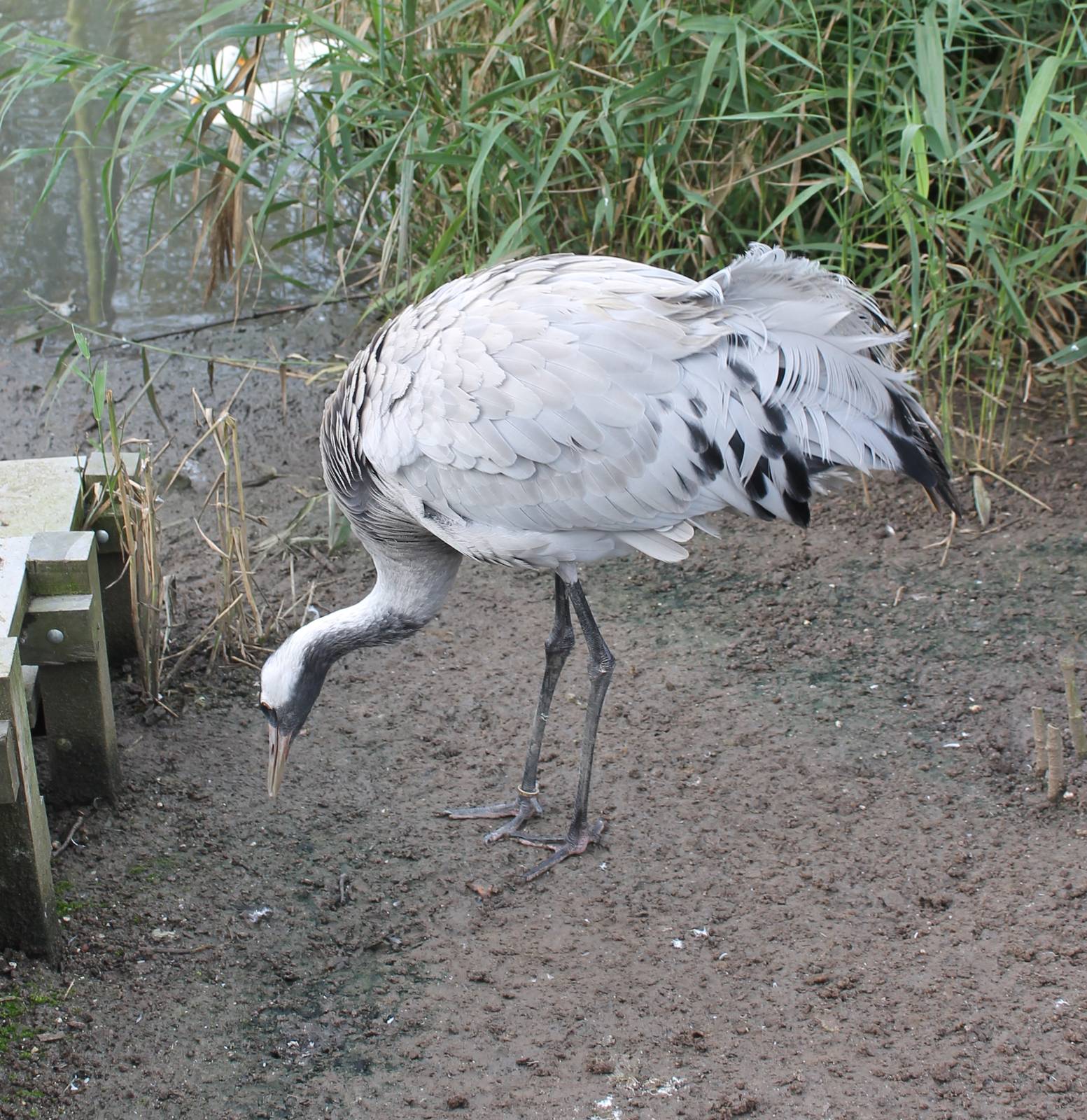 Common crane