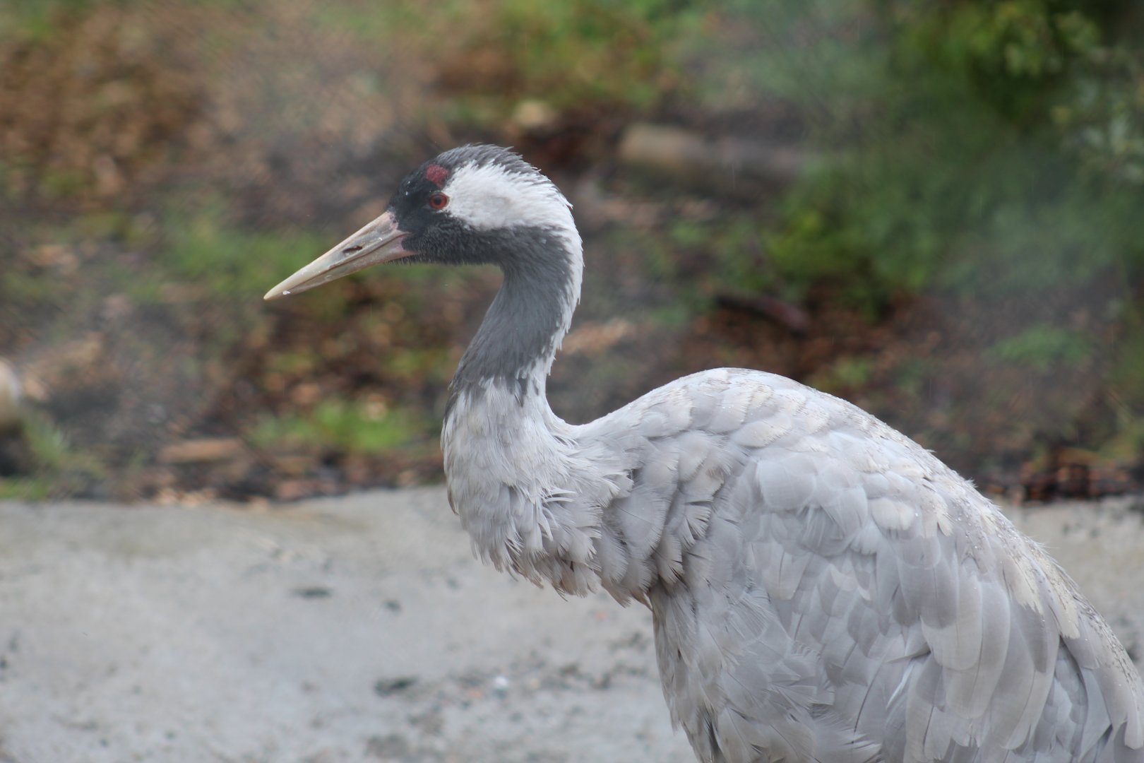 Common Crane