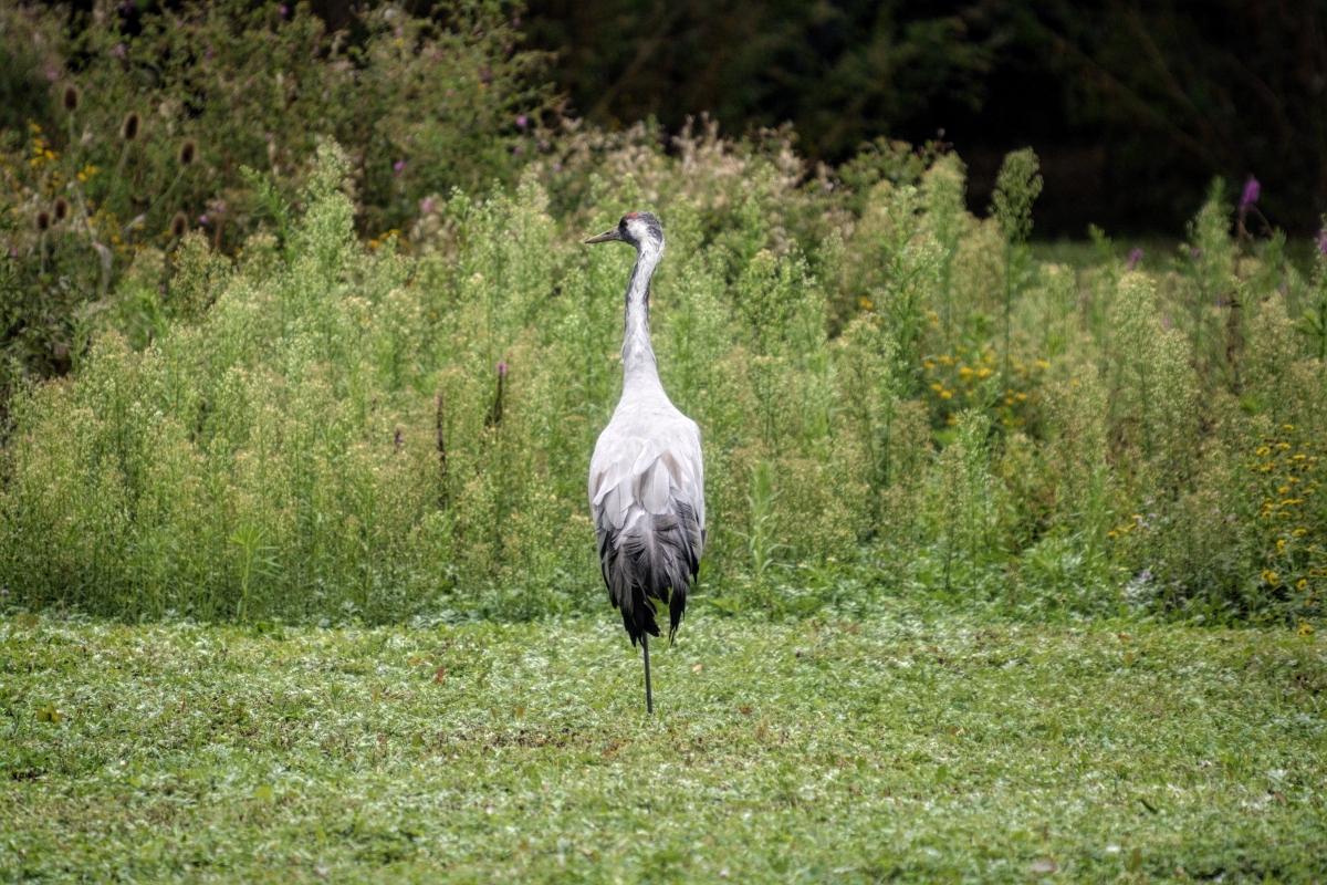 Common Crane