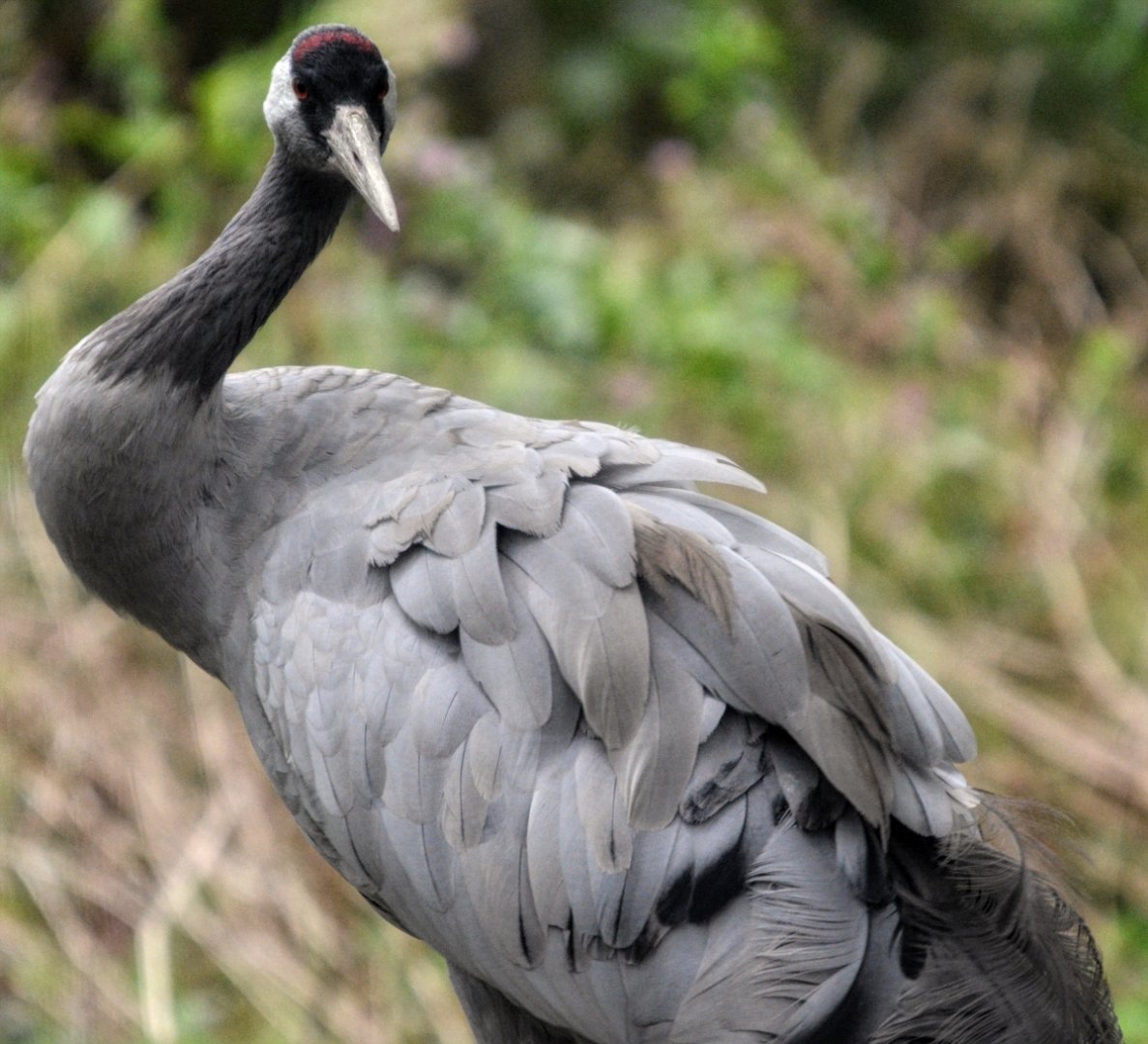 Common Crane