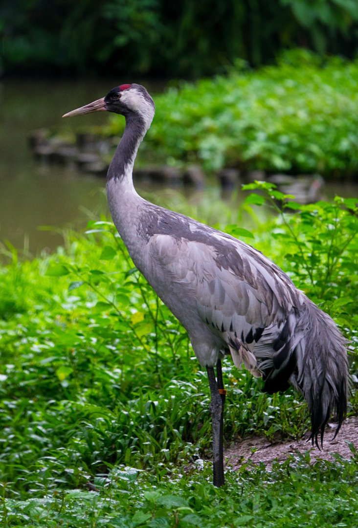 Common crane