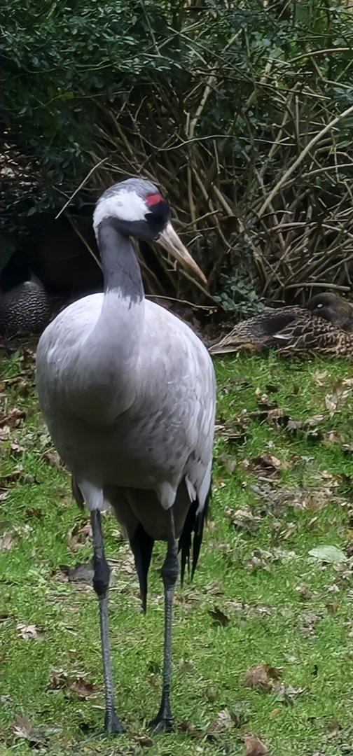 Common Crane